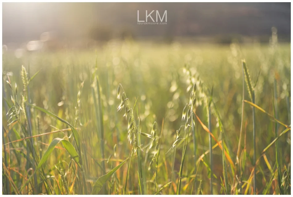 upland-engagement-pictures-fields-sunbeams-mt-baldy_0044.jpg