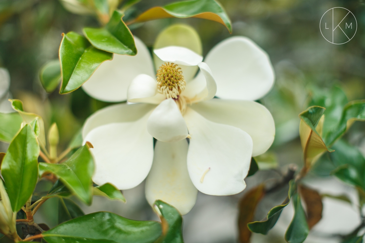 kyle-megan-orlando-park-ave-kraft-azalea-garden-engagement-session 12.jpg