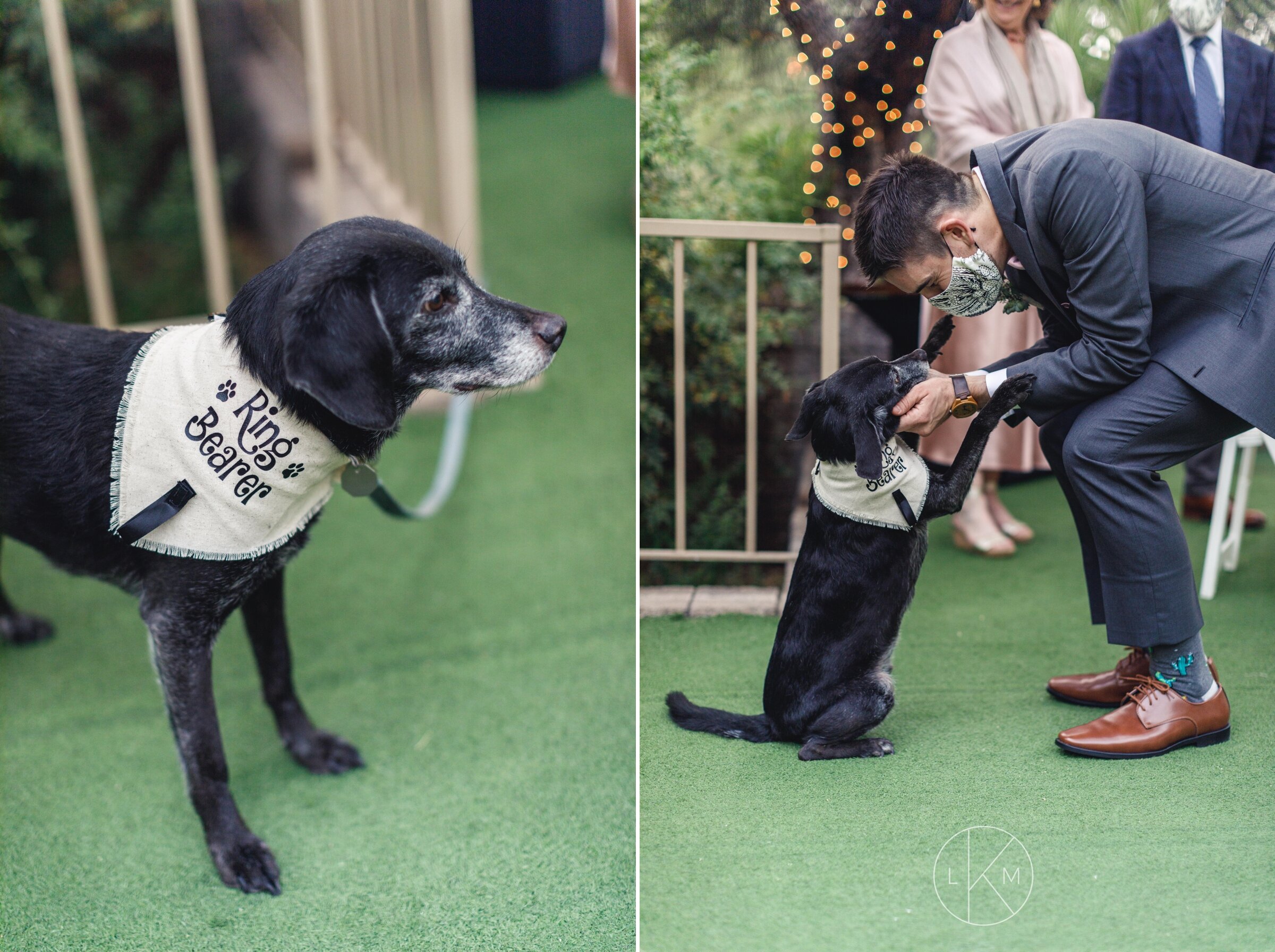 dogs-as-ringbearers-wedding-pictures-laura-k-moore
