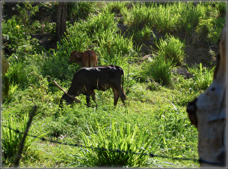 Cows in lush grass.png