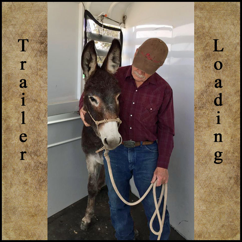 Clinic Fee: $150. This is the number one problem call. Can't get your horse into the trailer? Bruce will work with your horse for trailer loading. Then Bruce will have you load your horse into the trailer. Call for Details at (520) 508-1556. Travel Mileage will apply if trailer loading is not at Jabez Ranch. No Stallions Please.