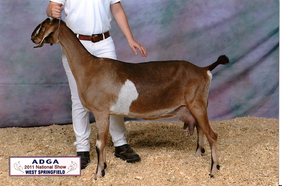 2011 ADGA Nationals 11th place 3 year old