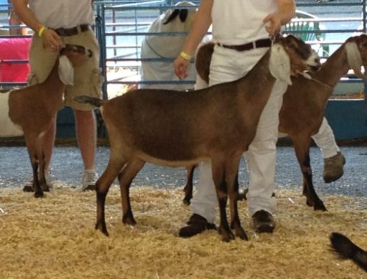 Taken as a dry yearling
