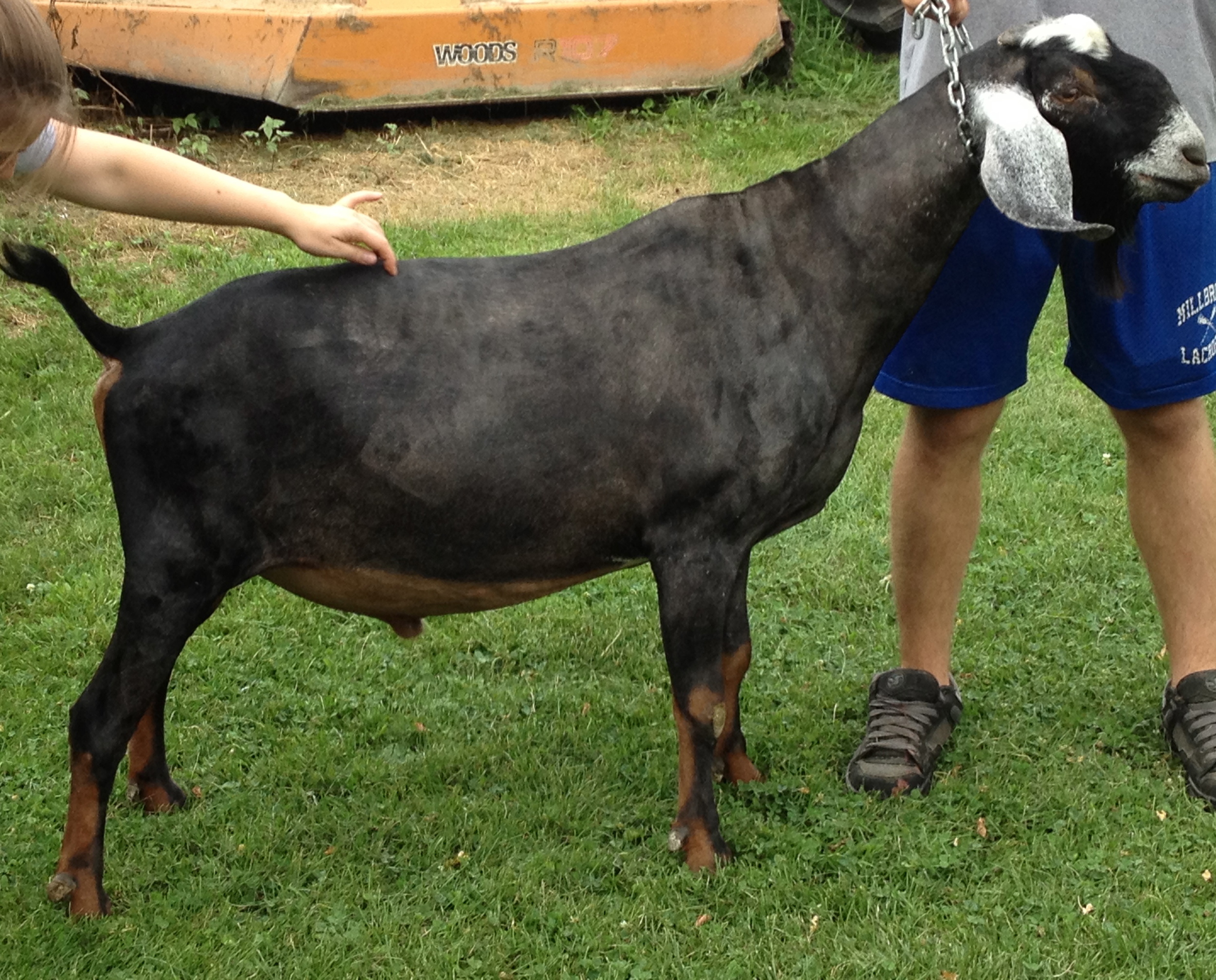 Picture of Expresso at 4 years old