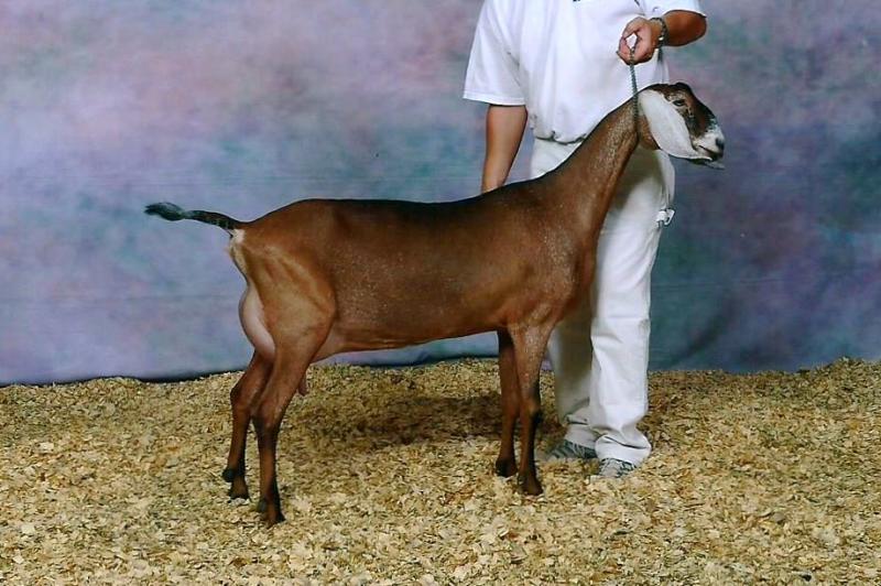 Risin' Creek Khaotic Whimsical (Full Sister) 2nd Place Milking Yearling at 2013 ADGA Nationals
