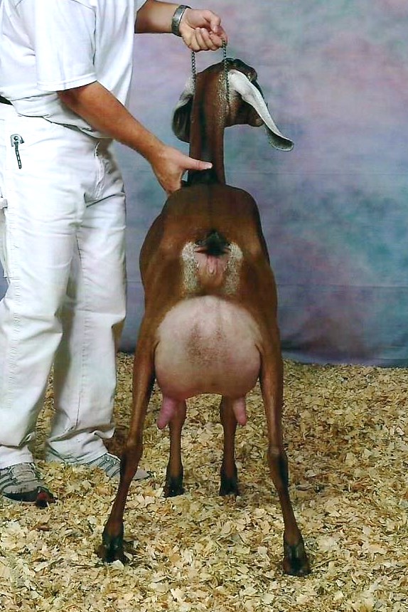 Risin' Creek Khaotic Whimsical (Full Sister) 2nd Place Milking Yearling at 2013 ADGA Nationals
