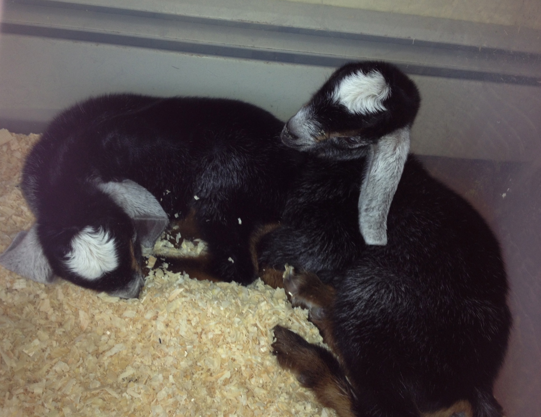 Introducing our newborn babies-King's Rock EX Ava Isabella and King's Rock EX Amata Isabella. 