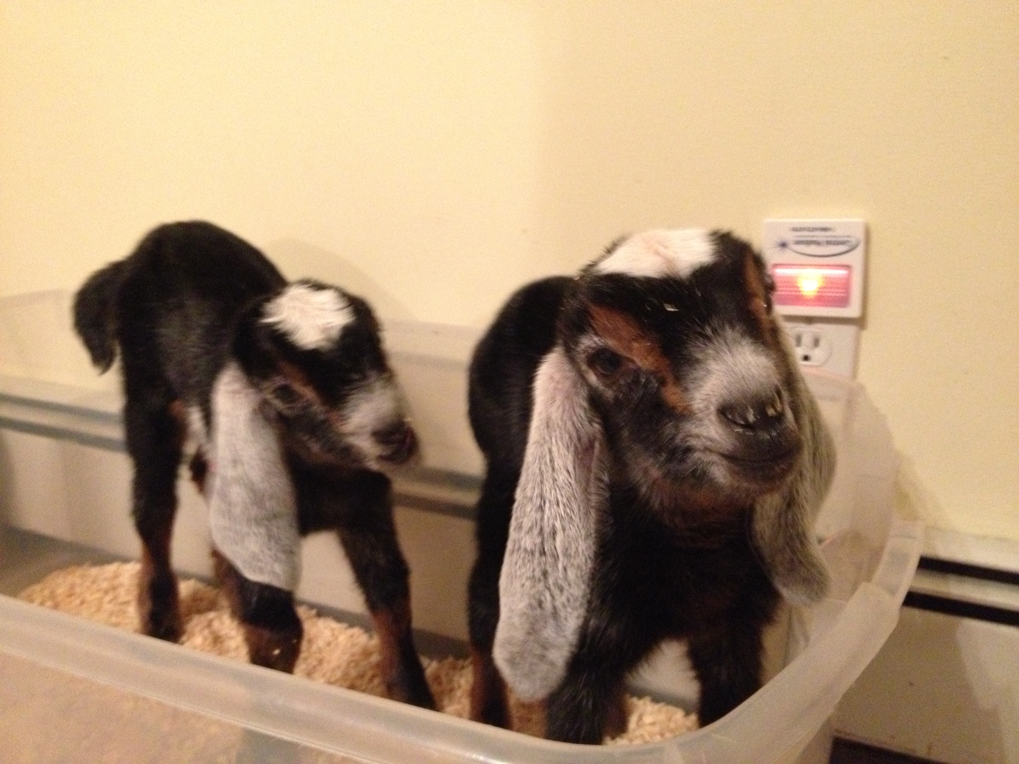 The girls, a few days old and waiting to be fed. Ava is on the left and Amata is on the right. 