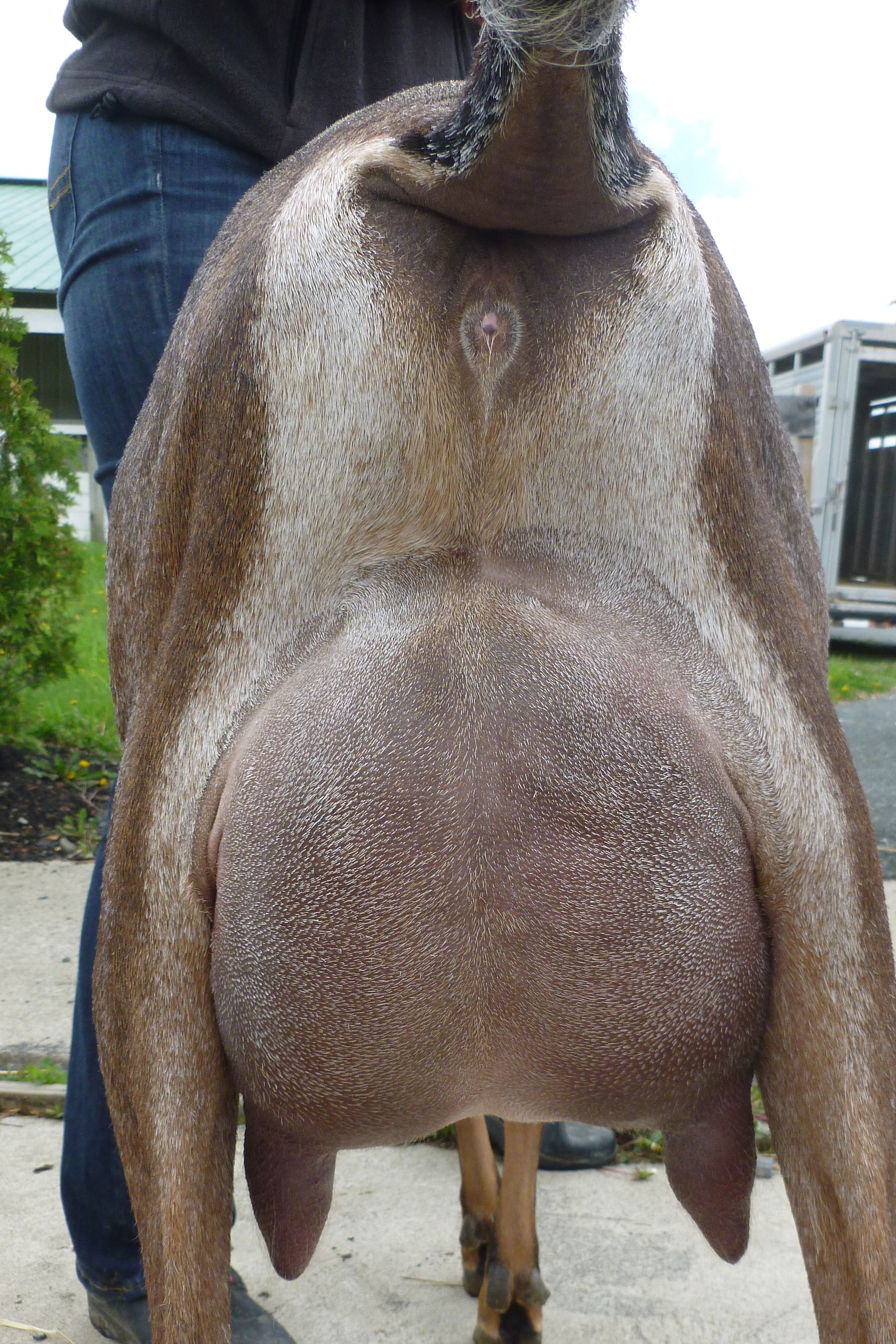 2 year old, 1st freshener Udder