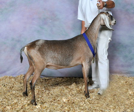 Risin' Creek Khaotic Wende (full sister) Grand Champion Junior Doe at the 2014 ADGA Nationals 