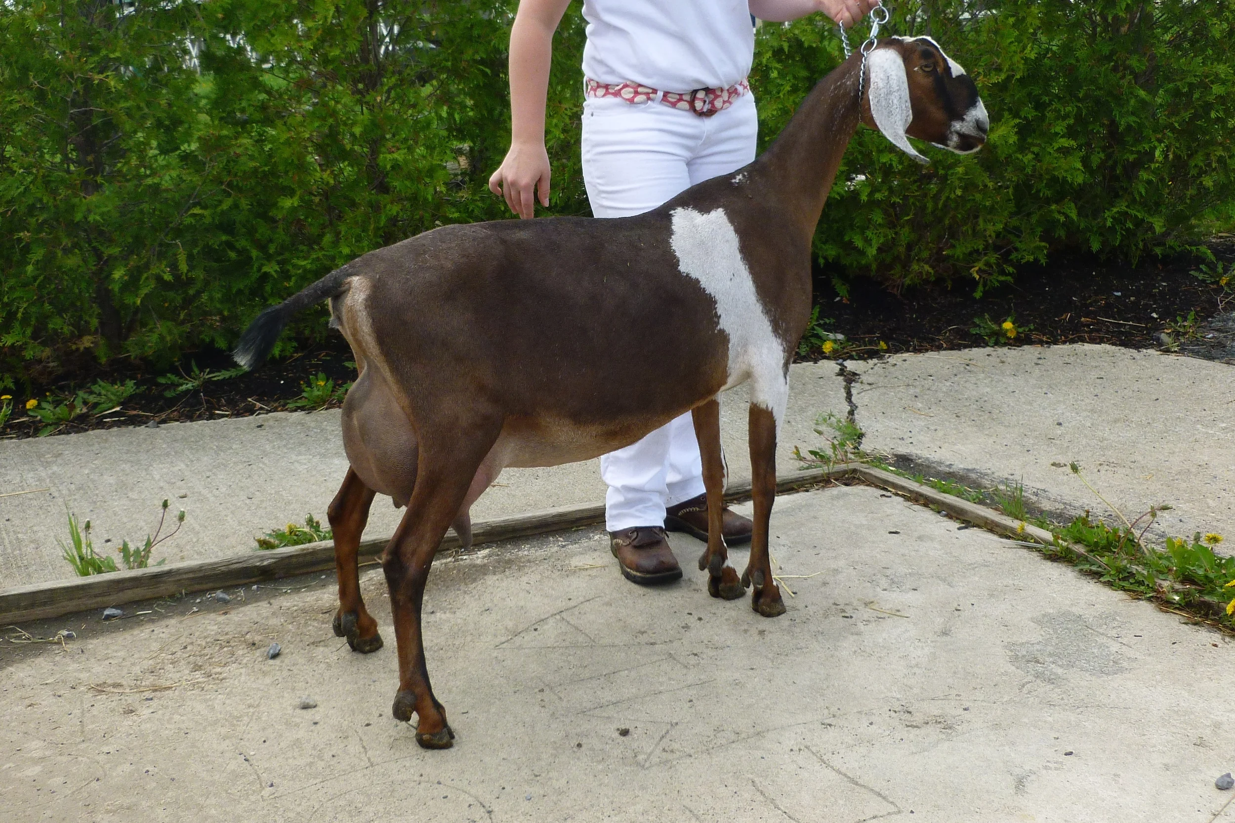 Daughter: King's Rock Pipin' Hot 2*M (3 years old, 2nd freshener)
