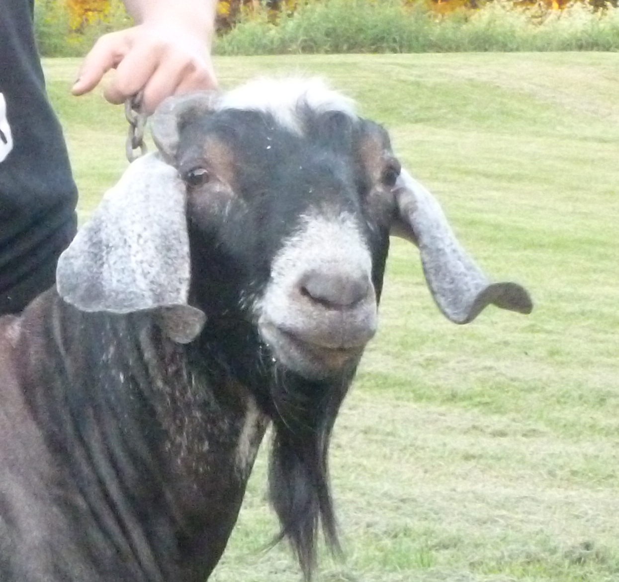Daily Goat 11/18/2015