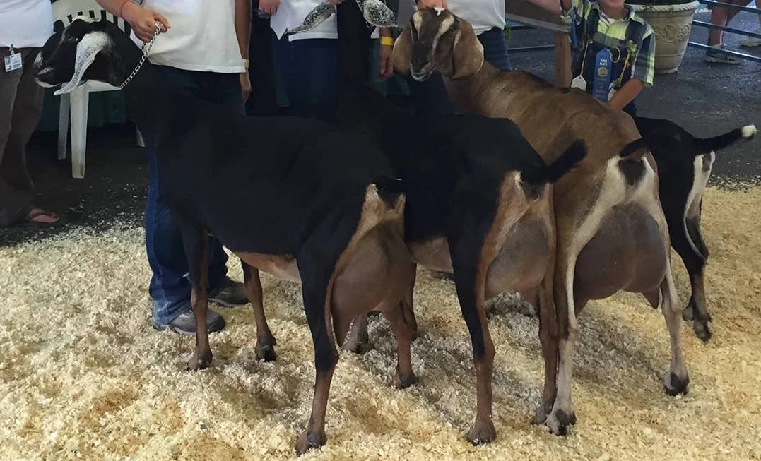 Daily Goat 11/19/2015