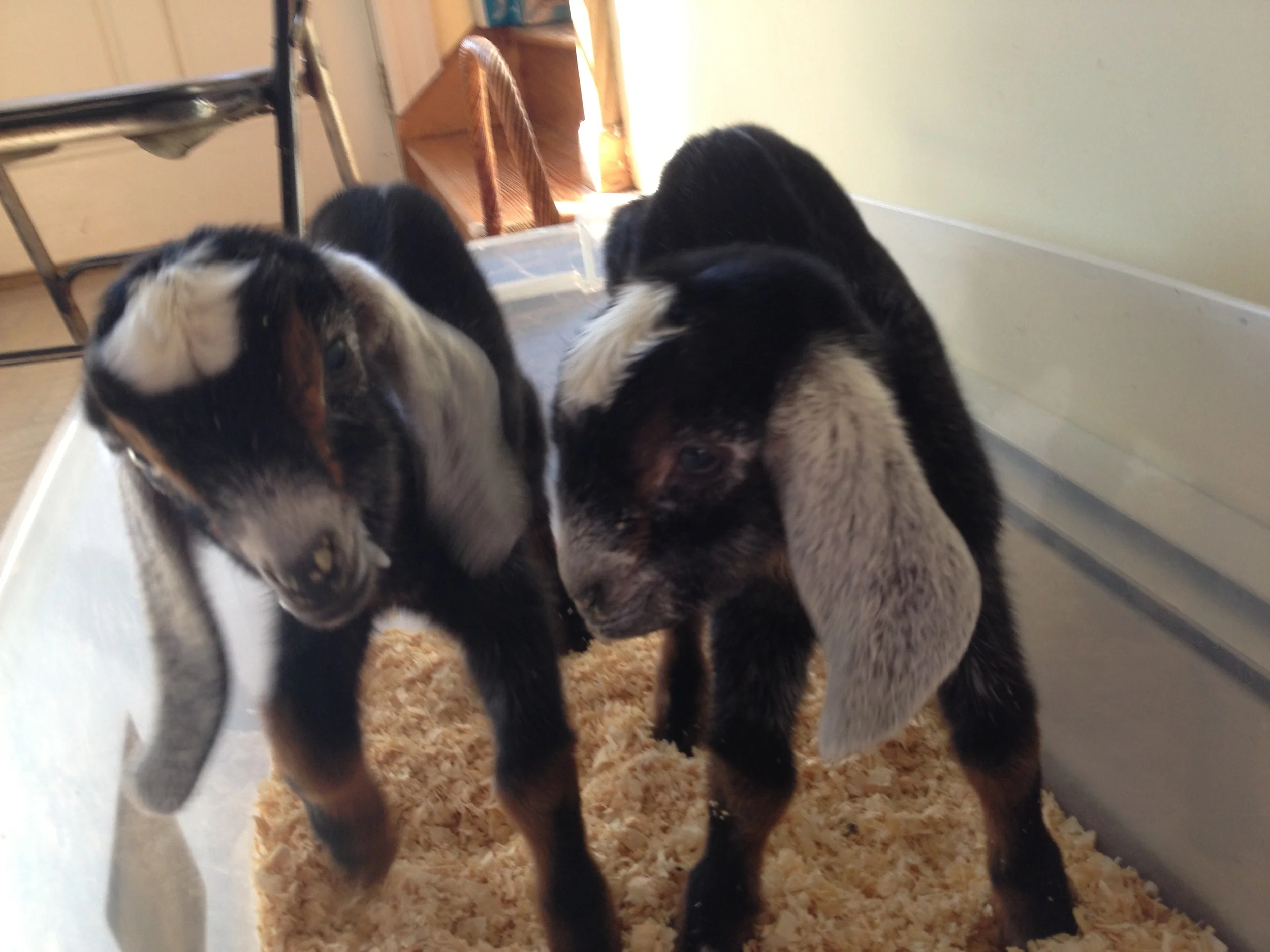 Daily Goat 11/20/2015