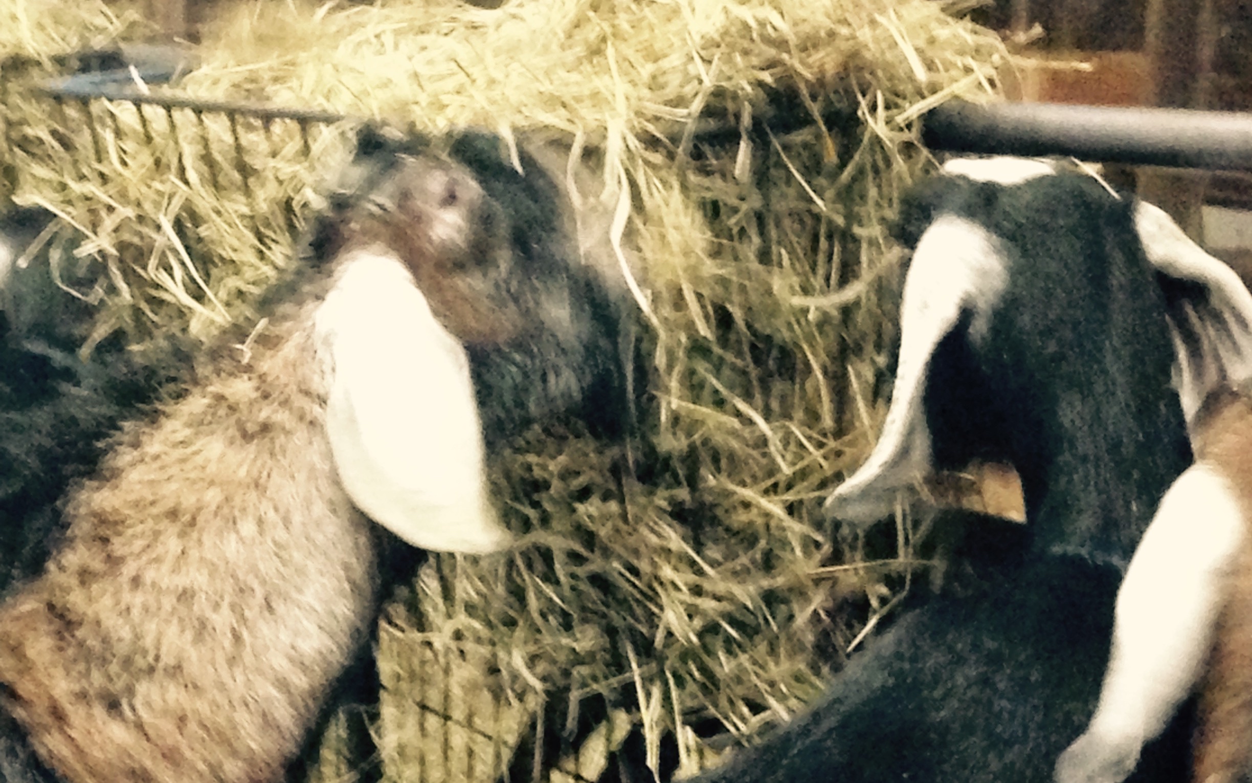 Daily Goat 11/25/2015