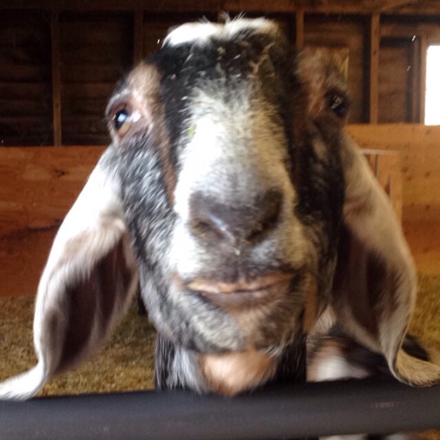 Daily Goat 11/27/2015