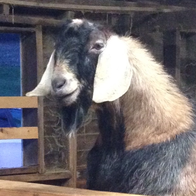 Daily Goat 11/29/2015