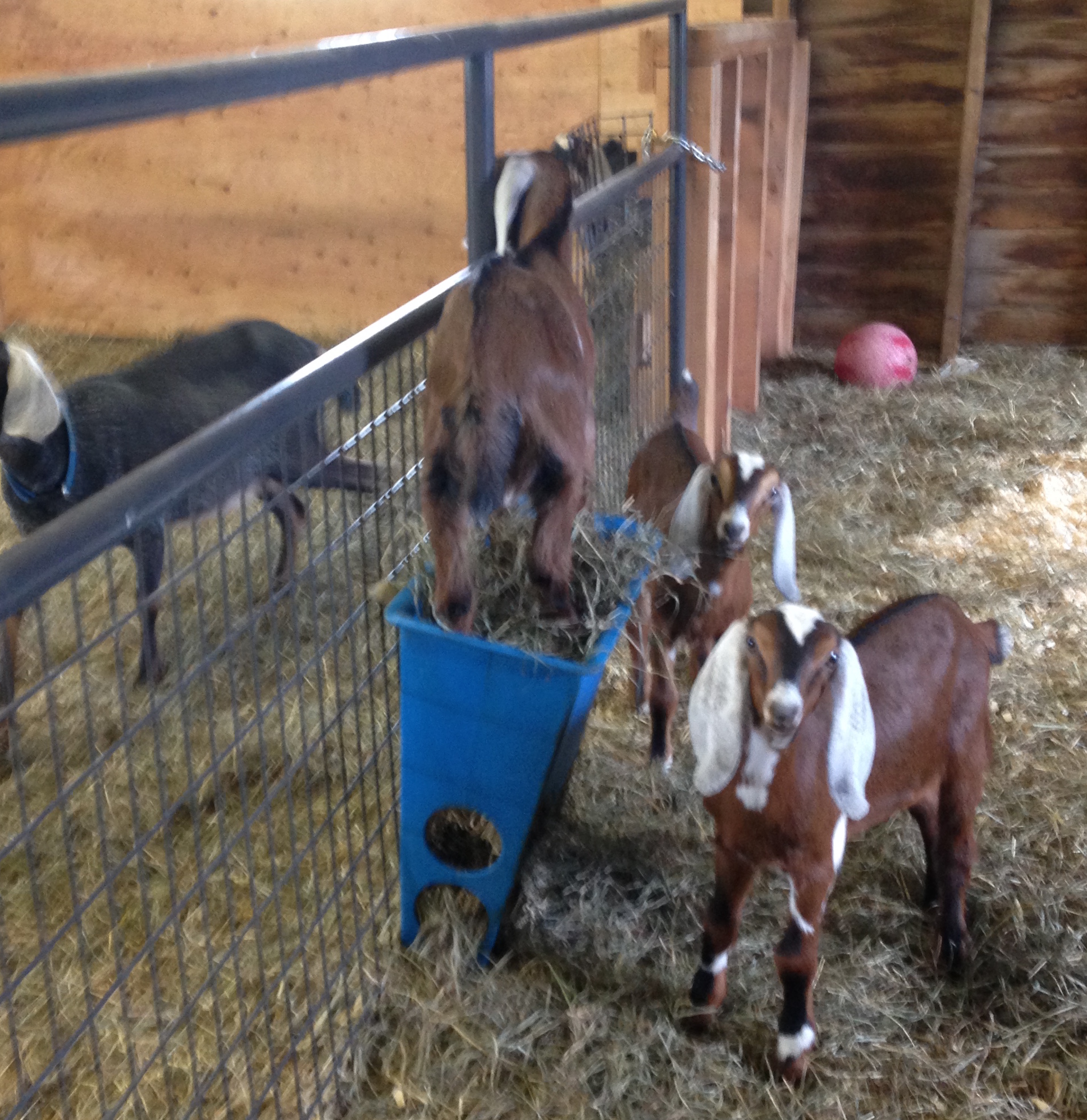 Daily Goat 11/30/2015