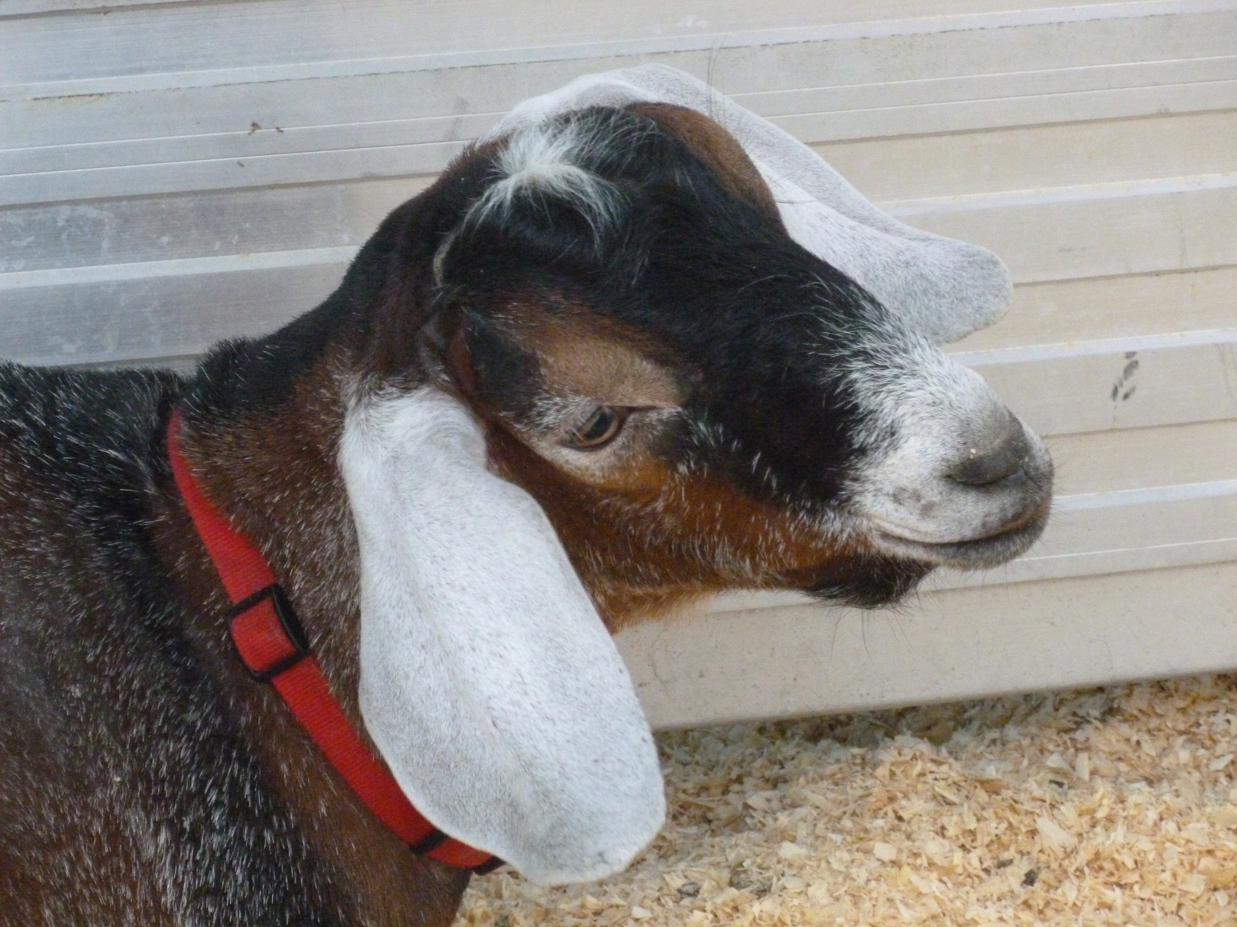 Daily Goat 12/1/2015