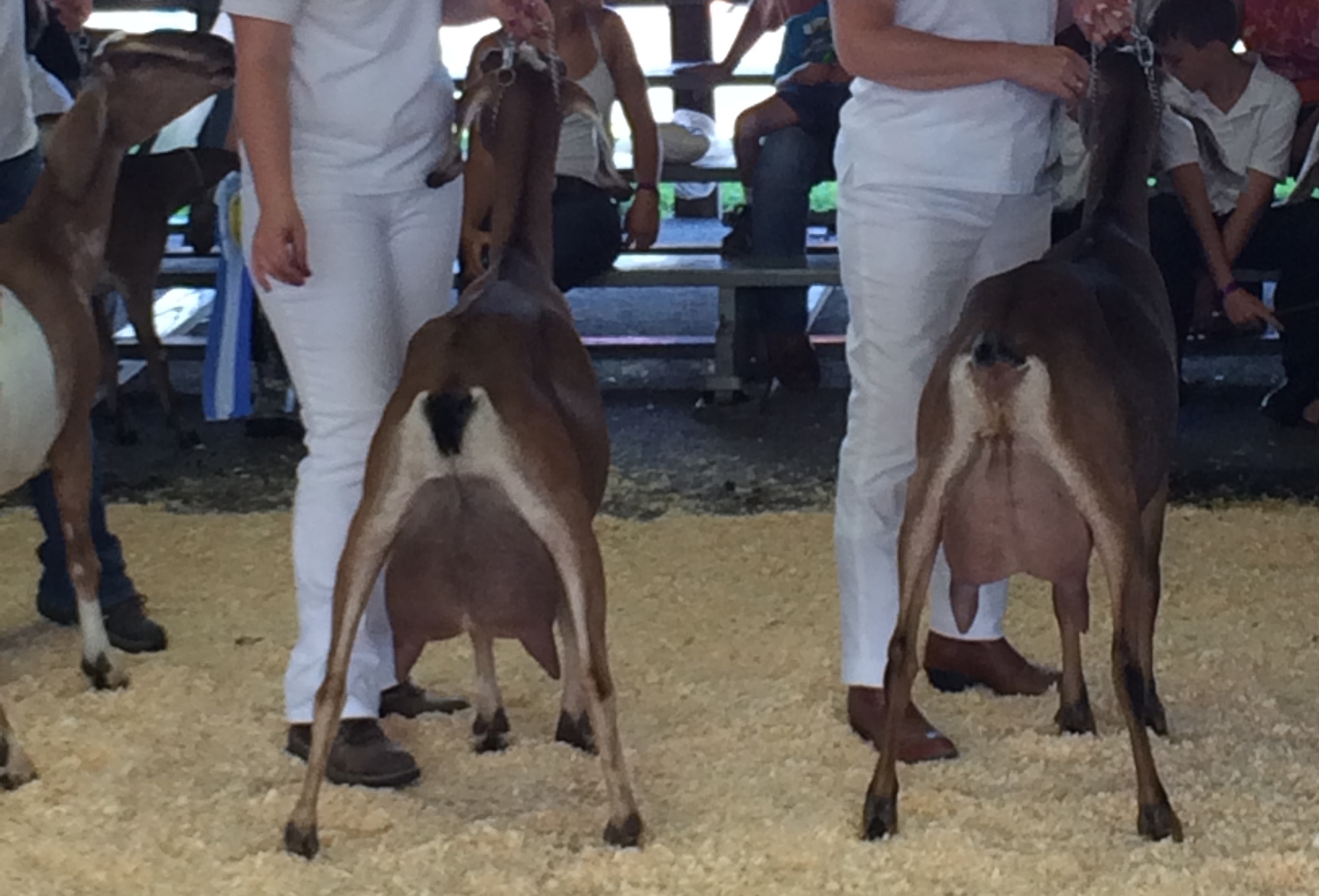 Daily Goat 12/3/2015