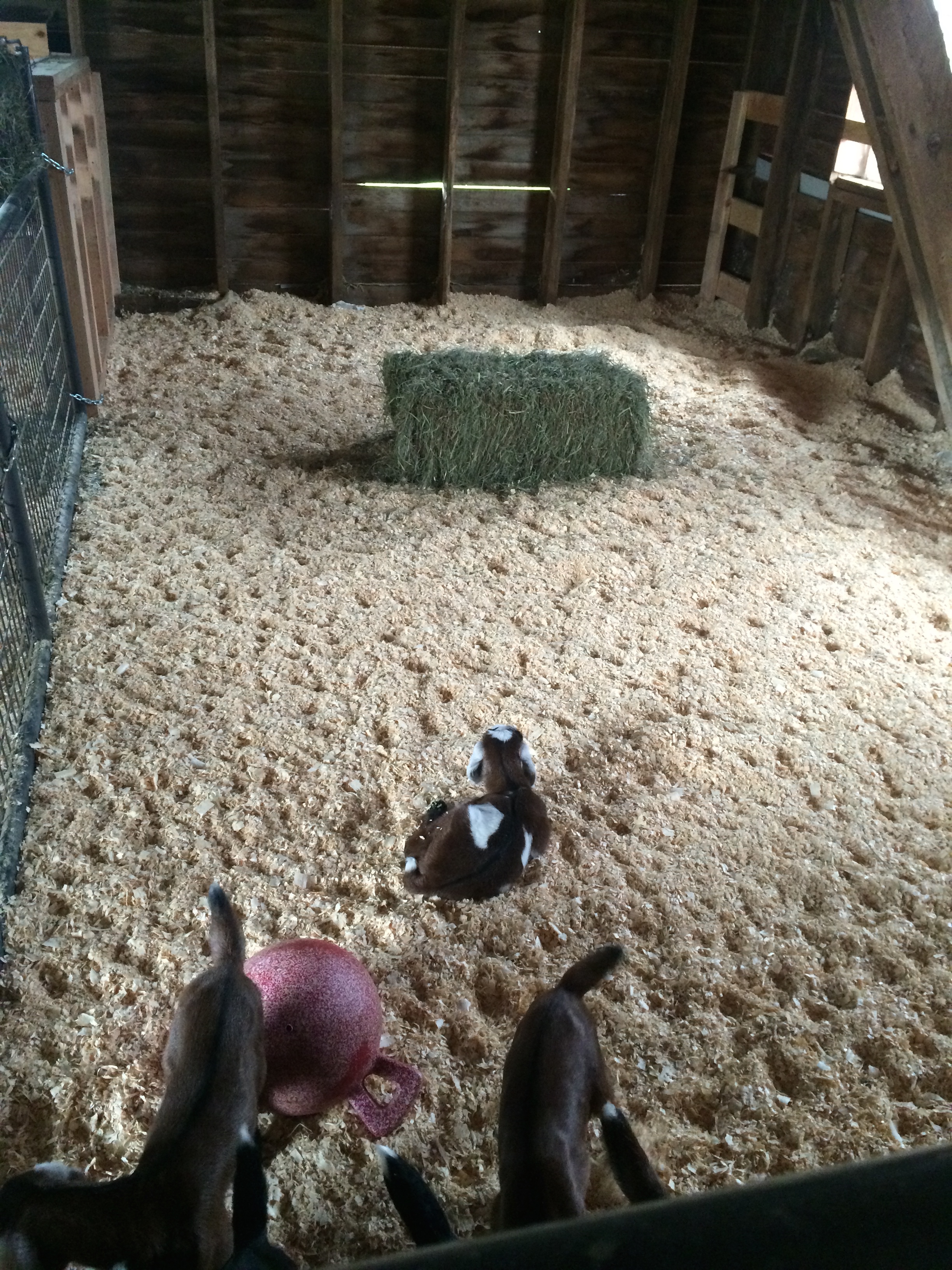 Daily Goat 12/5/2015