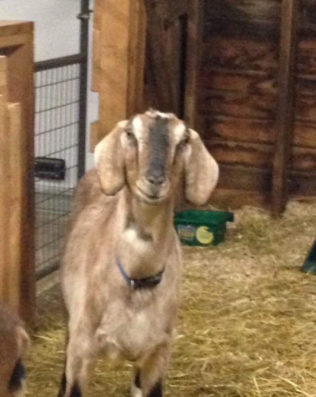 Daily Goat 12/9/2015