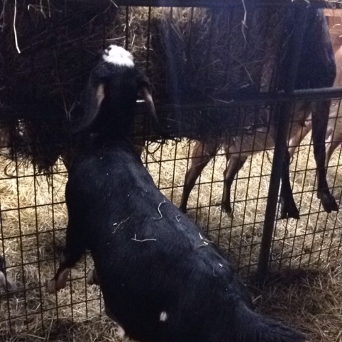 Daily Goat 12/11/2015