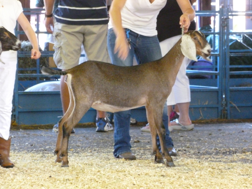 Daily Goat 12/13/2015