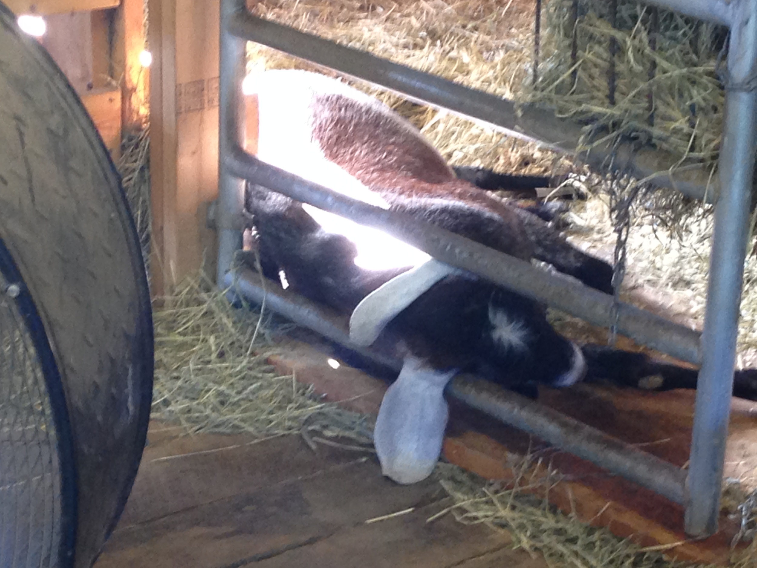 Daily Goat 12/14/2015