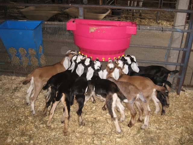 Daily Goat 12/16/2015