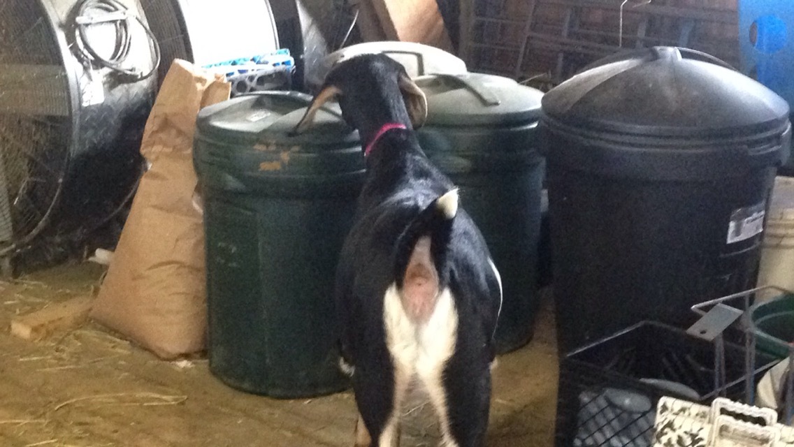 Daily Goat 12/21/2015