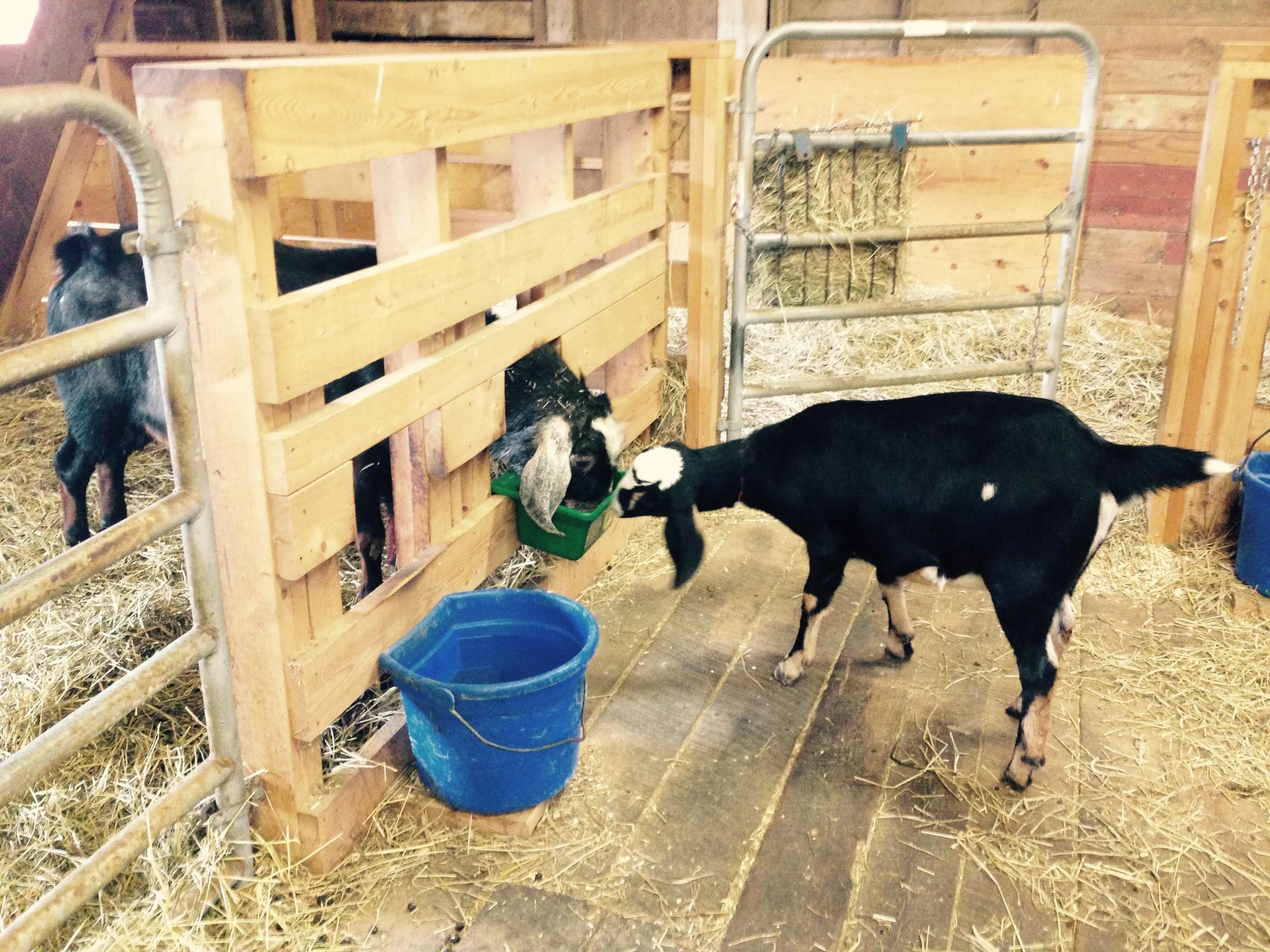Daily Goat 12/22/2015