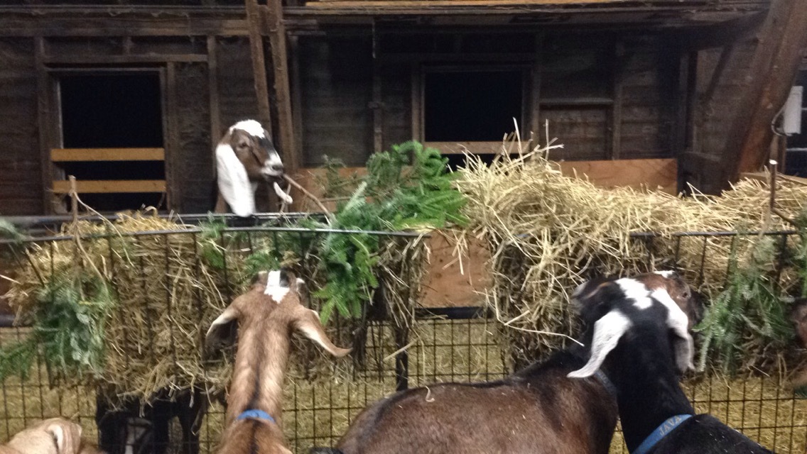 Daily Goat 12/23/2015