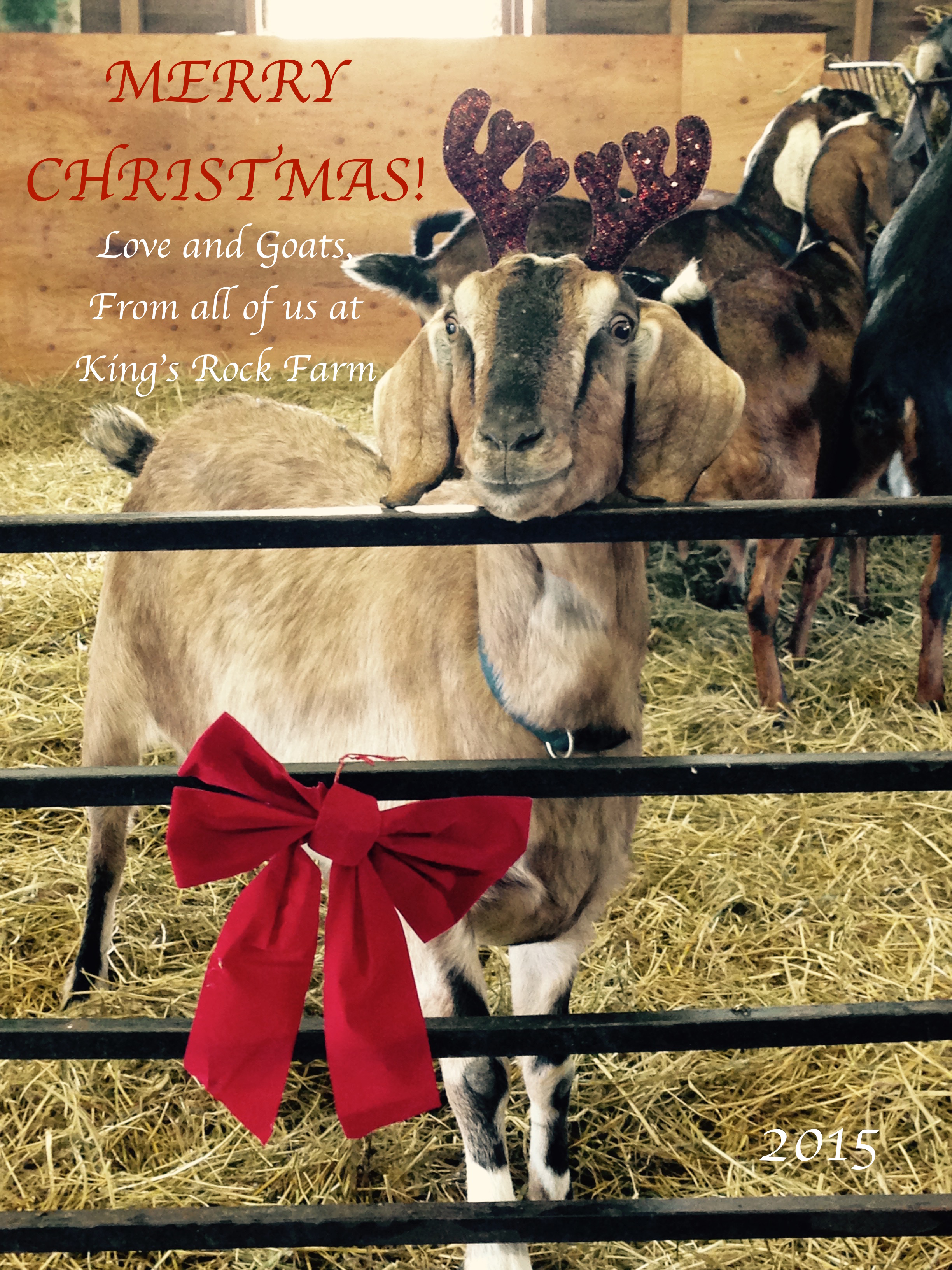 Daily Goat 12/25/2015