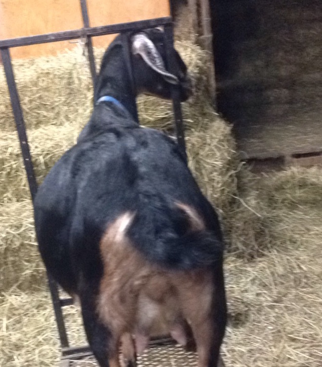 Daily Goat 12/26/2015