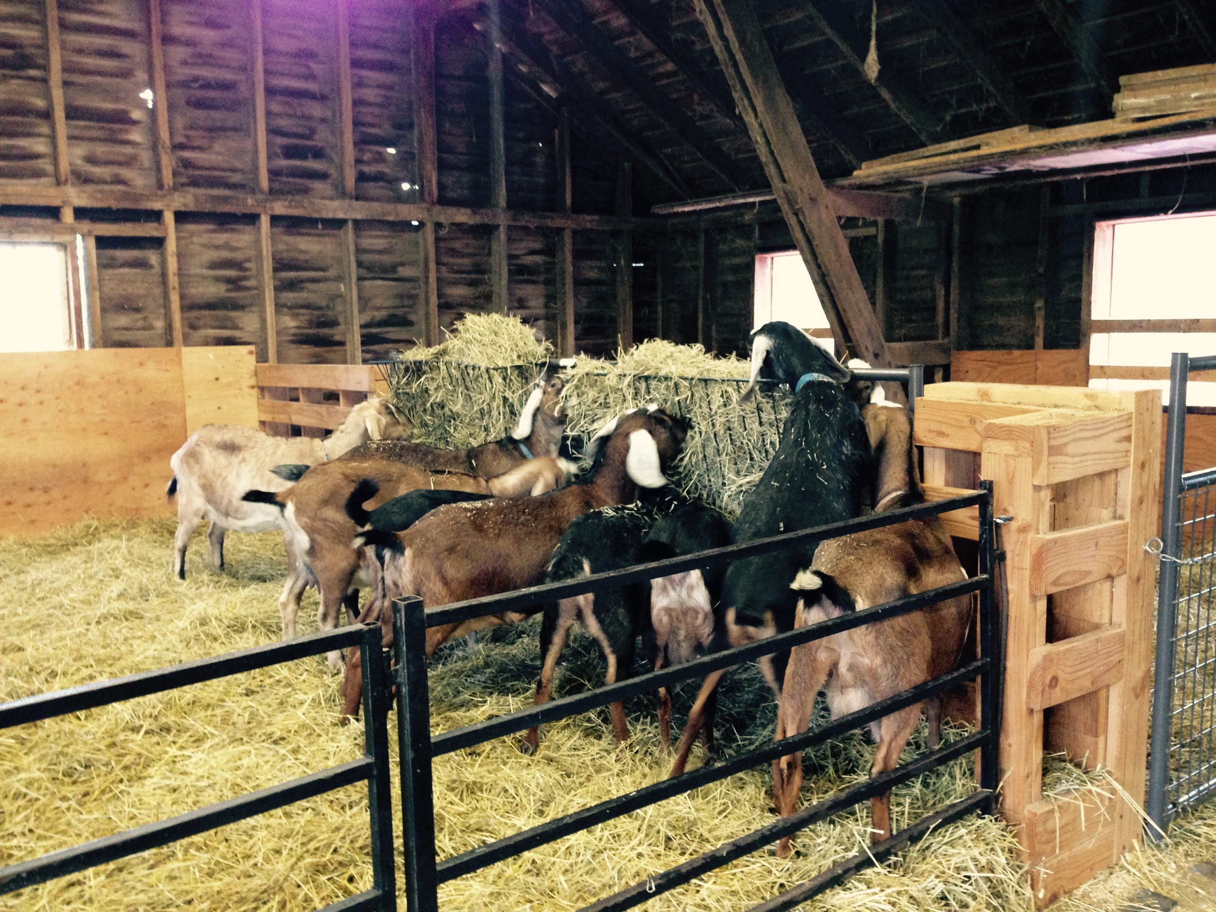 Daily Goat 12/28/2015