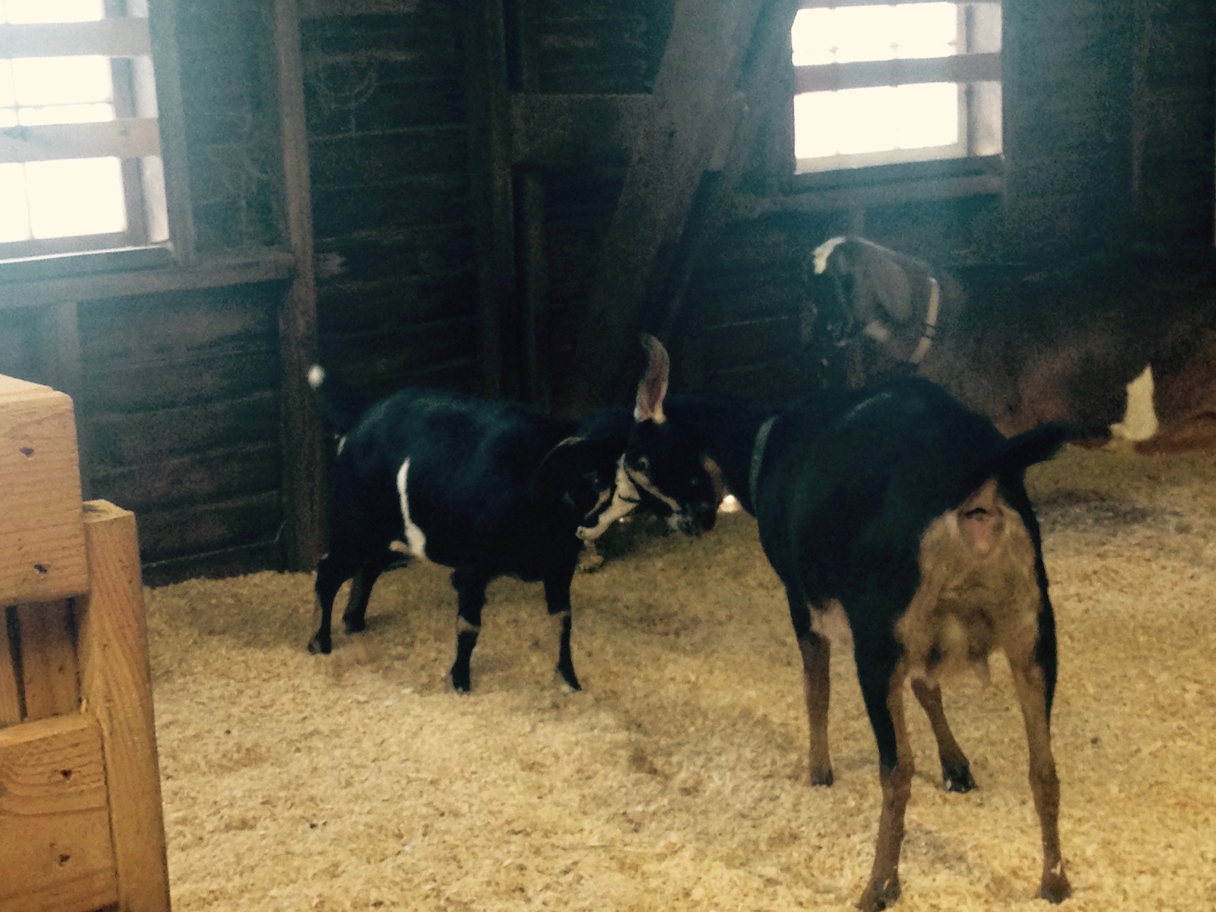Daily Goat 12/29/2015