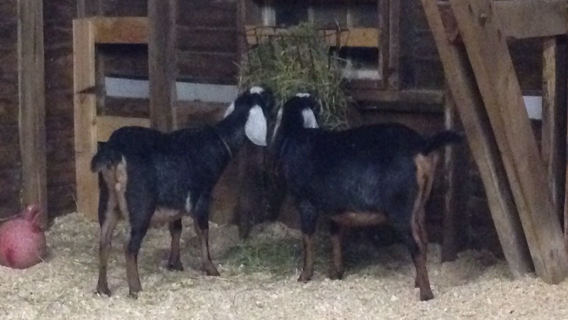 Daily Goat 12/30/2015