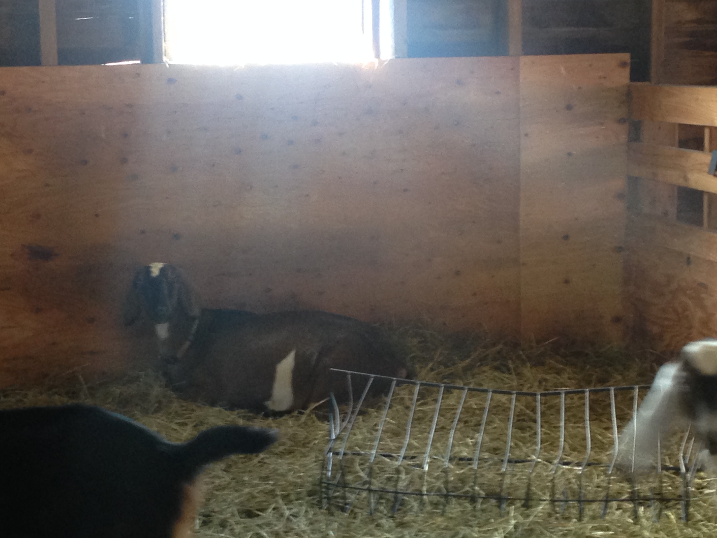 Daily Goat 1/2/2016