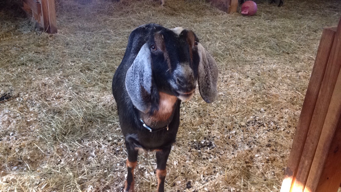 Daily Goat 1/3/2016