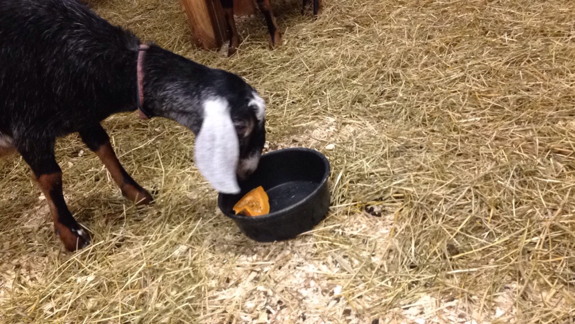 Daily Goat 1/4/2016