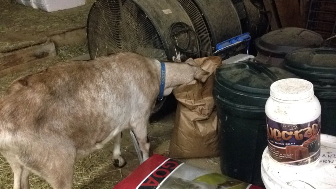 Daily Goat 1/14/2016