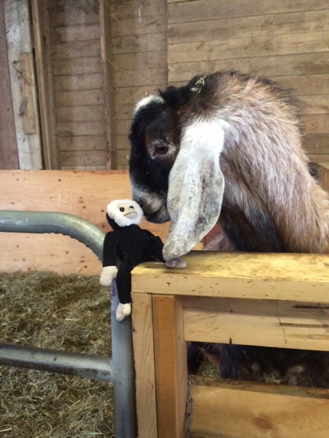 Daily Goat 1/16/2016