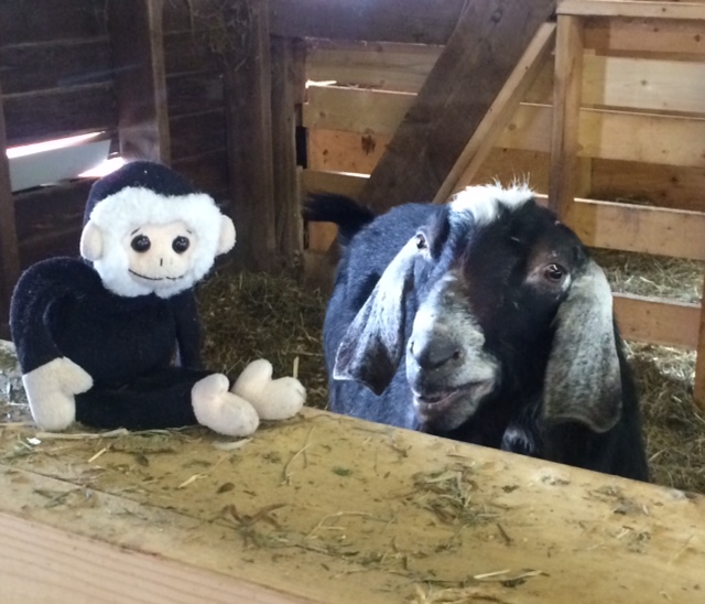 Daily Goat 1/17/2016