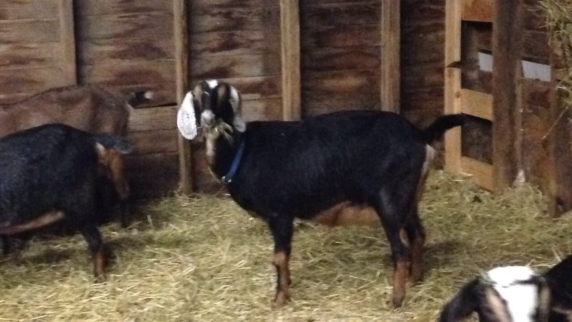 Daily Goat 1/18/2016