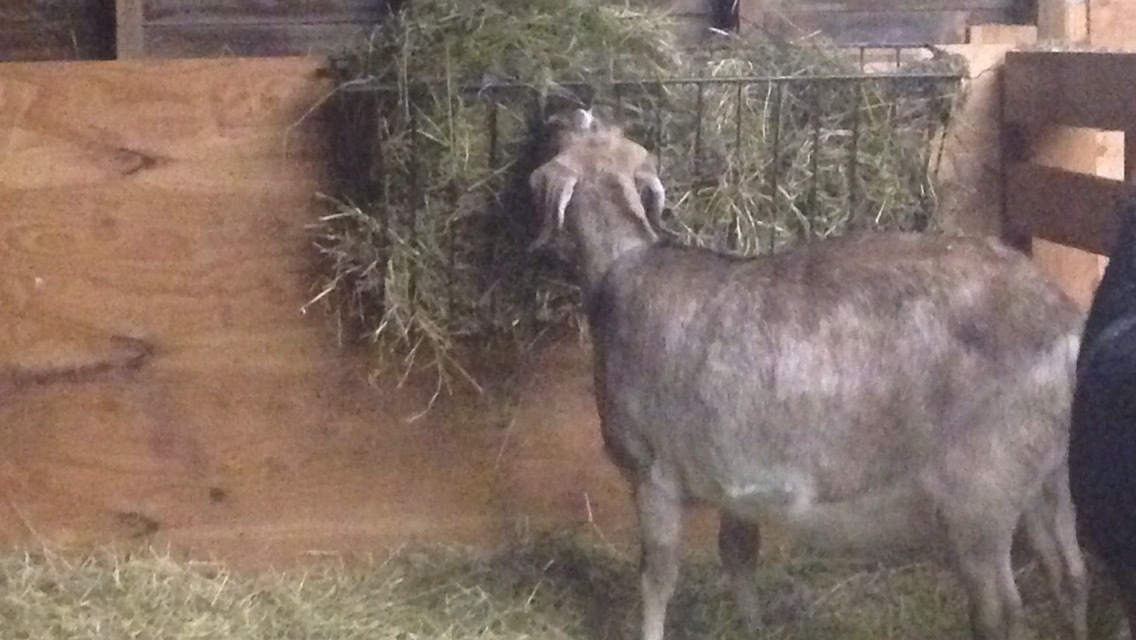 Daily Goat 1/21/2016