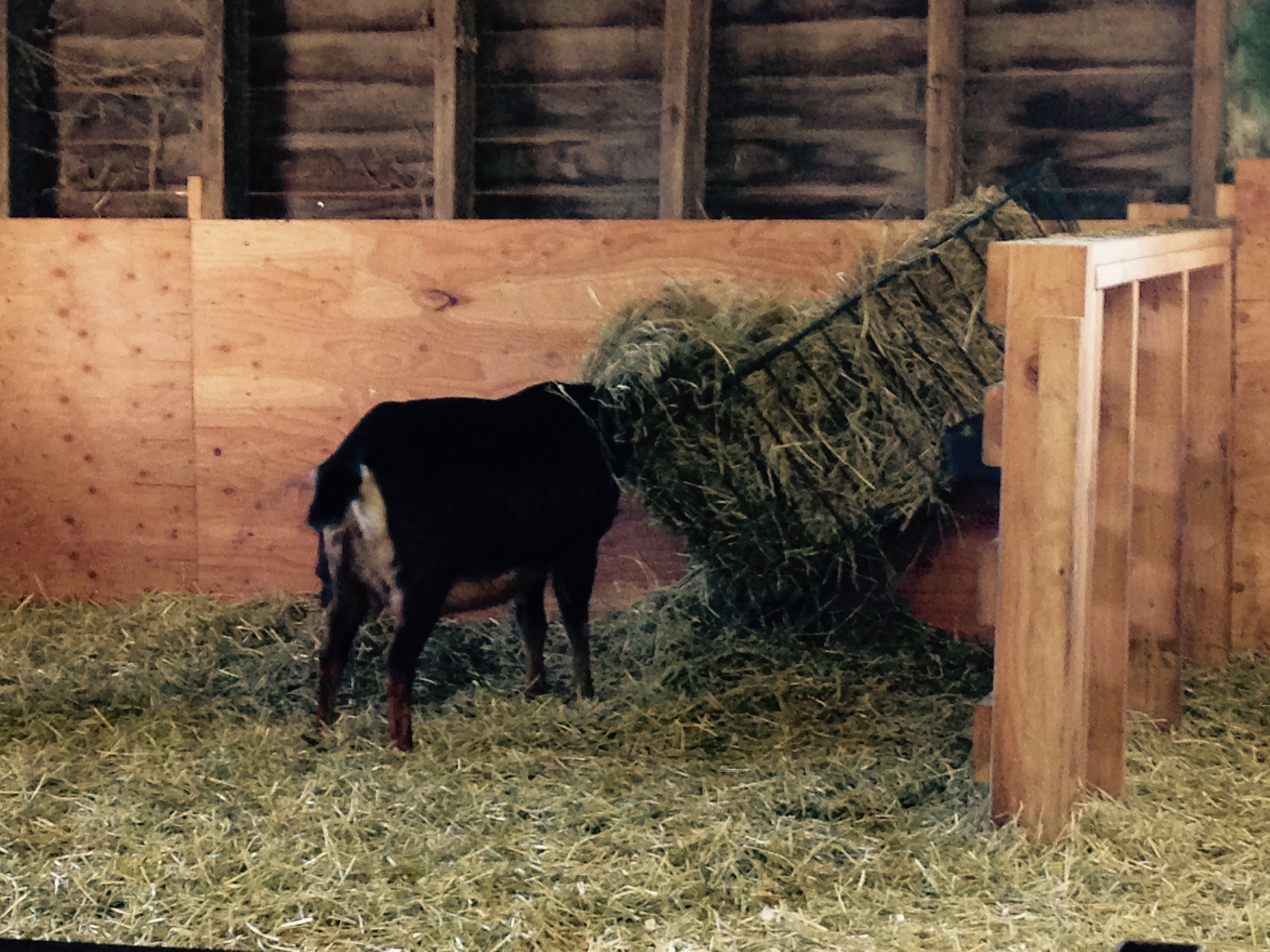 Daily Goat 1/25/2016