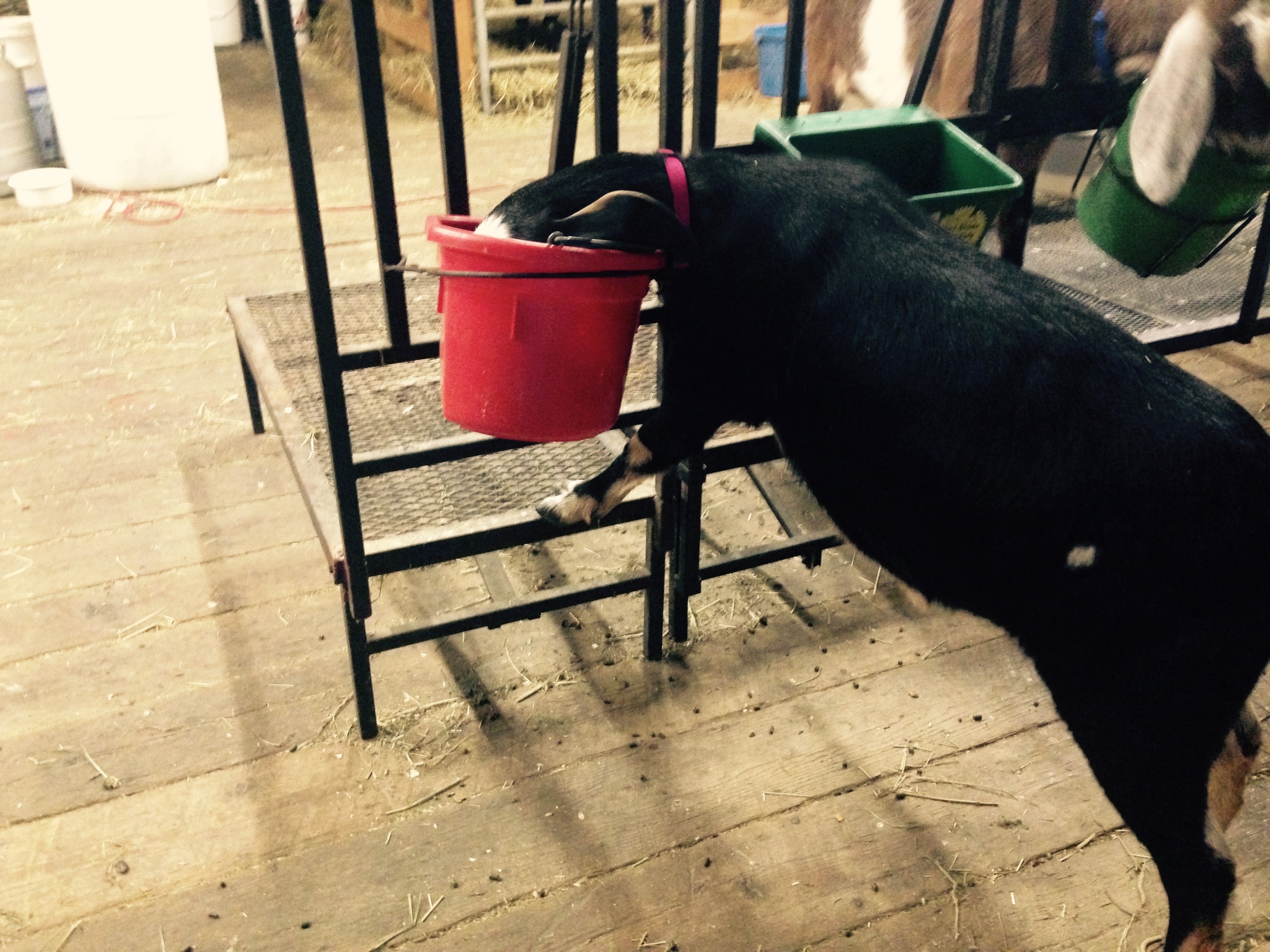 Daily Goat 1/27/2016