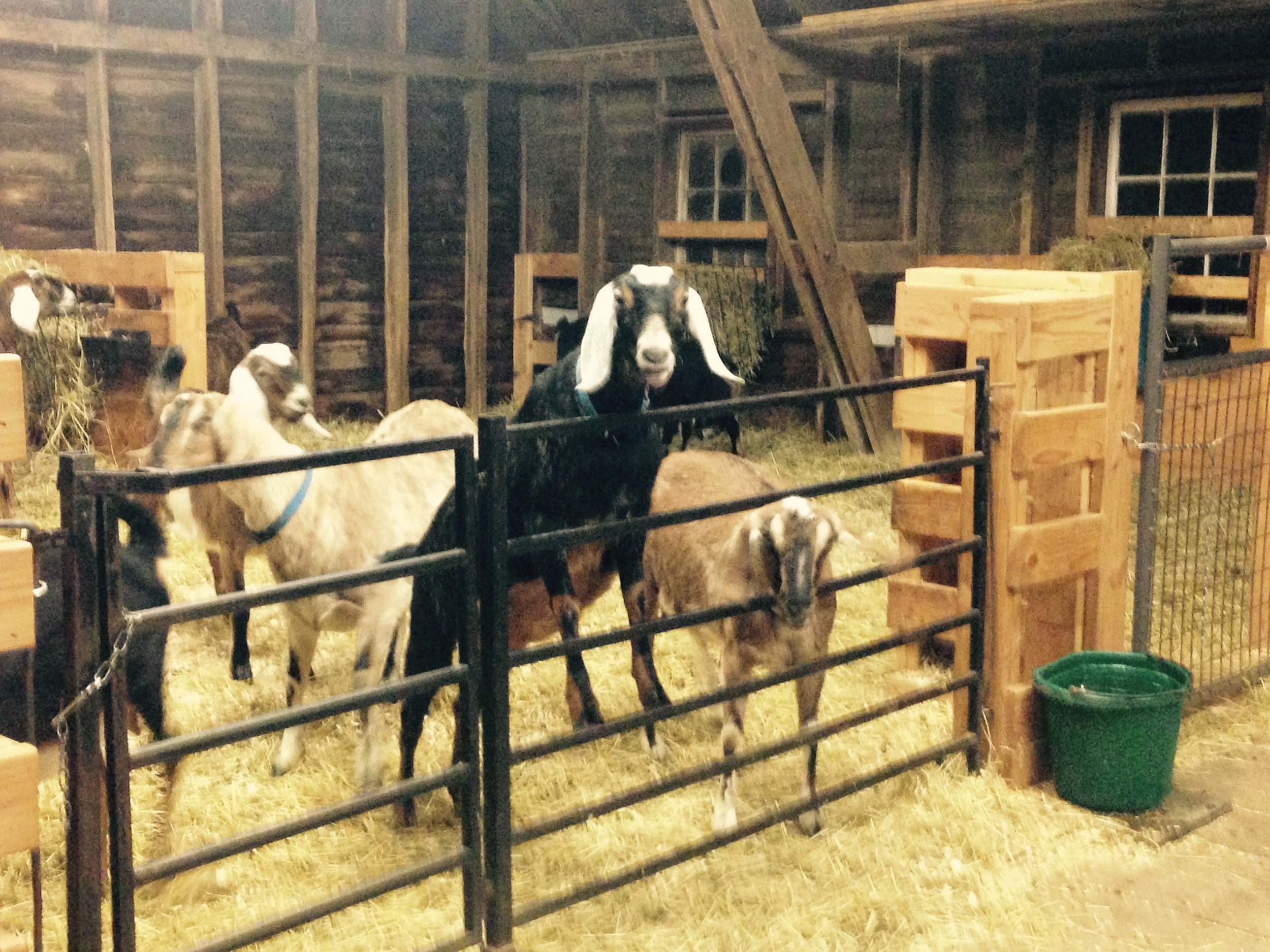 Daily Goat 2/4/2016