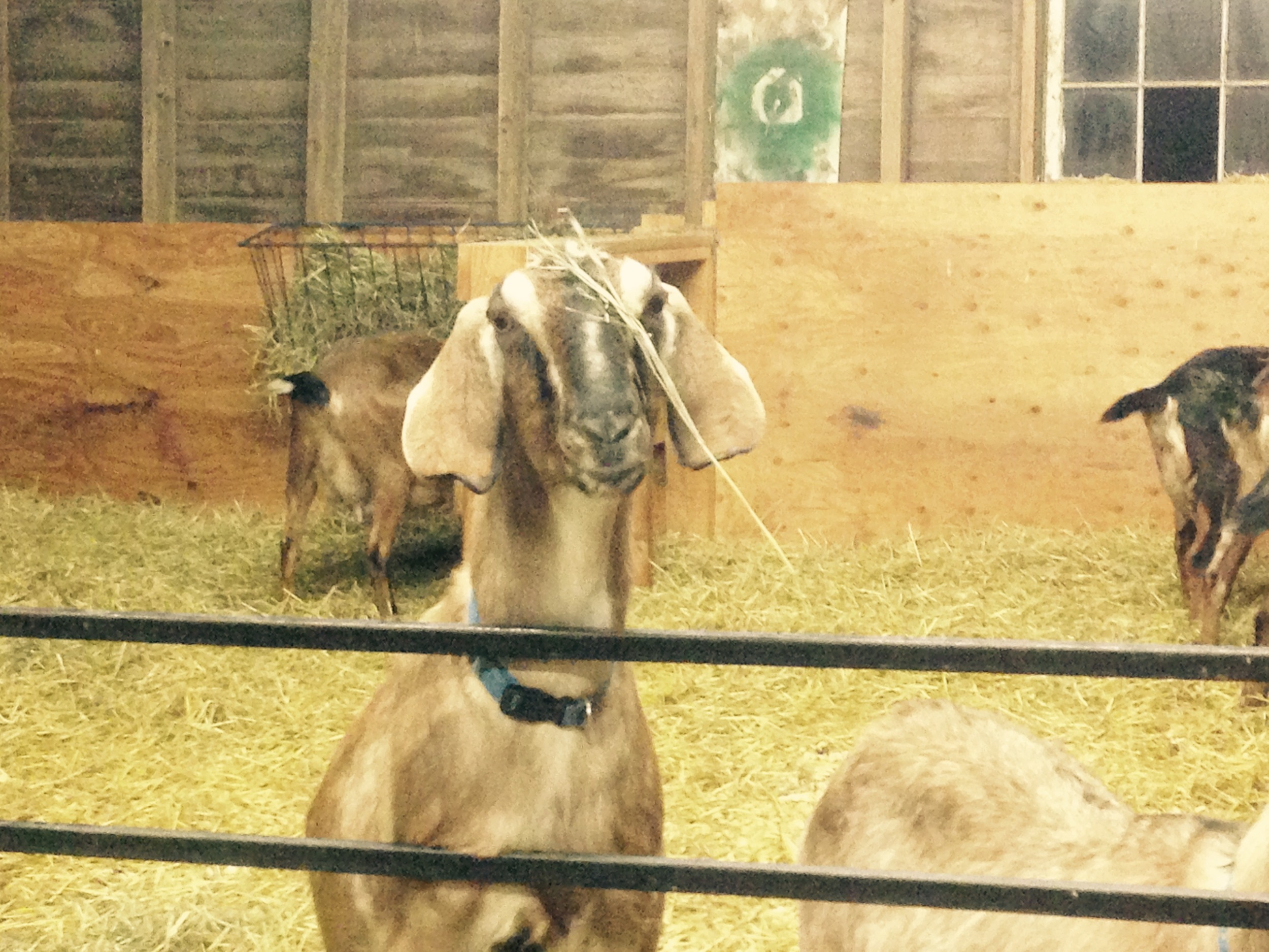Daily Goat 2/8/2016